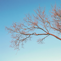 Branches Membership