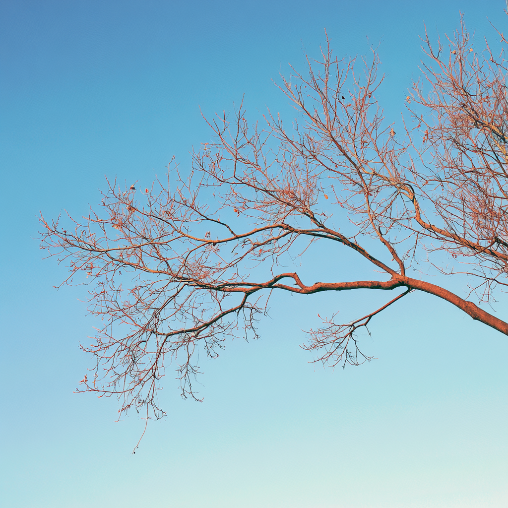 Branches Membership